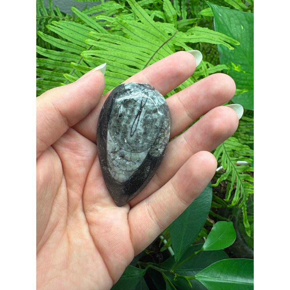 Polished Orthoceras Fossil – Teardrop Shape - Intuitively Chosen Fossil - Picture 6 of 10